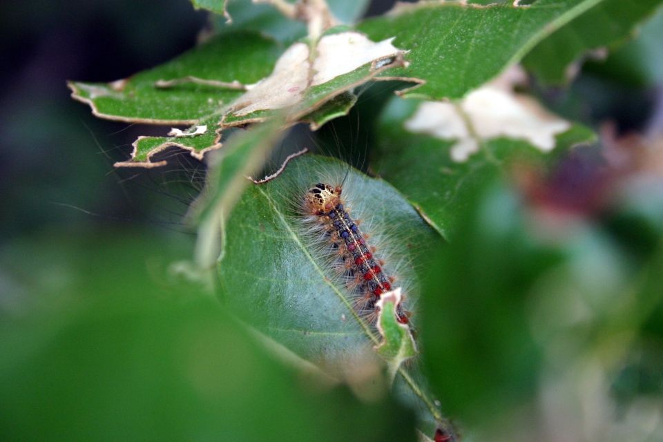 L'Ardèche méridionale au fil des saisons